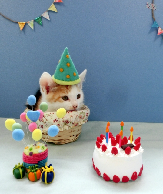 猫　誕生日　お祝い