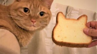 猫と猫型食パン