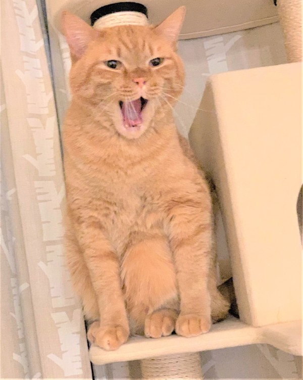 キャットタワーであくびする猫