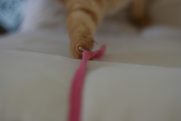 紐で遊ぶ猫