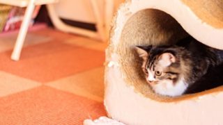 ハウスに入る猫