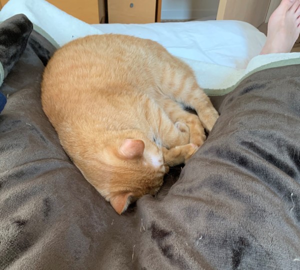 脚の間で寝る猫nana