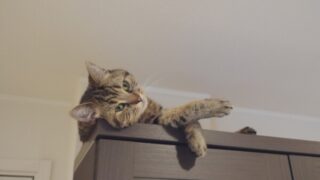 食器棚の上の猫