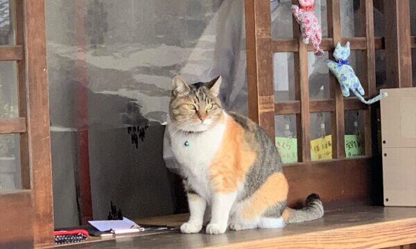 猫の御朱印　前玉神社