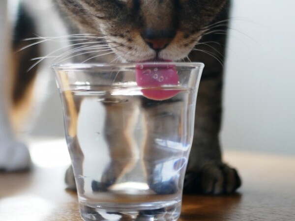 グラスで飲む猫