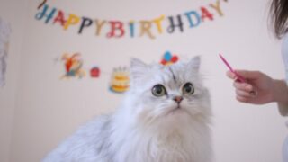 猫　誕生日
