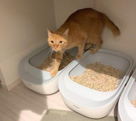 大型猫トイレ　ペットケアモニター