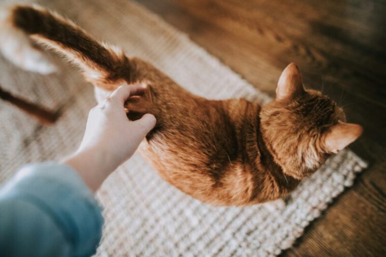 飼い主と積極的に遊ぶ