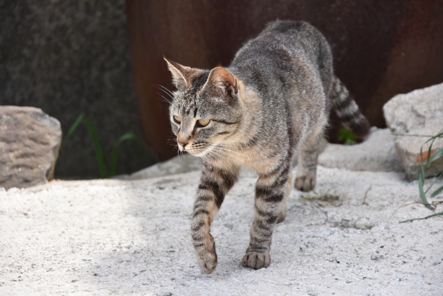 猫が活発な時間帯は避ける