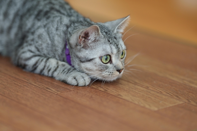 散歩なしでもできる猫の運動