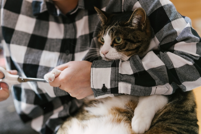 猫の爪切りの注意点