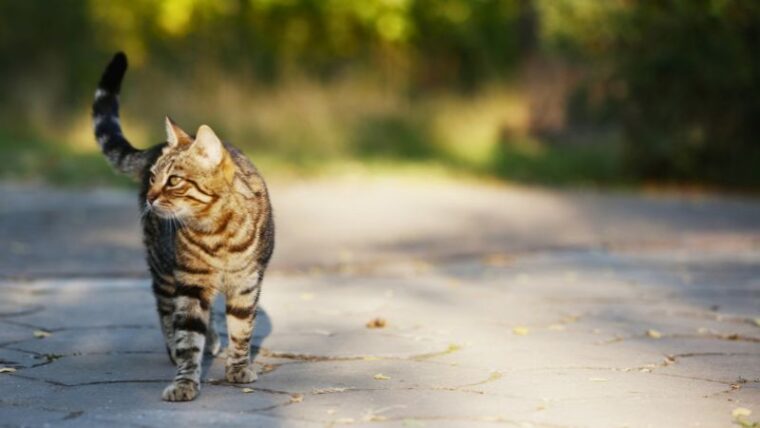 ダニが猫に寄生する原因