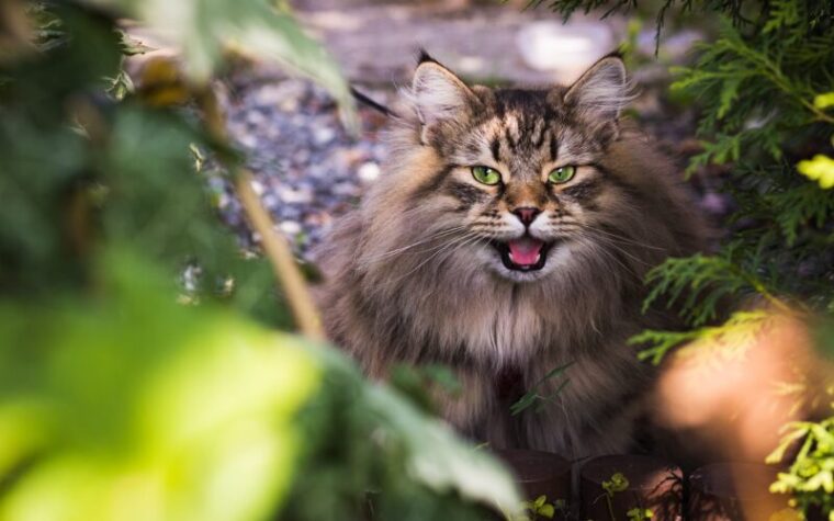 猫の散歩中に起こる恐れのあるトラブル